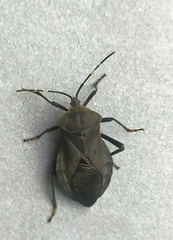 Pachylis laticornis