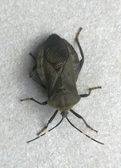 Pachylis laticornis