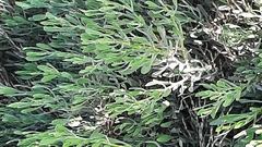 Limoniastrum monopetalum