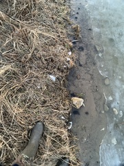 Uniomerus tetralasmus