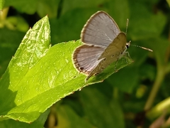 Luthrodes pandava
