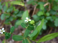 Euphorbia pubentissima