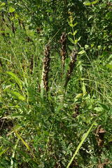 Astragalus uliginosus