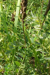 Astragalus uliginosus