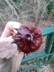 Andricus dentimitratus