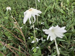 Leucocoprinus fragilissimus