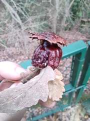 Andricus dentimitratus