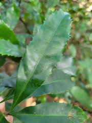 Helicia cochinchinensis