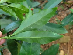 Helicia cochinchinensis