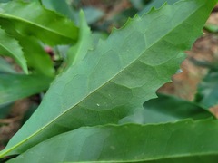 Helicia cochinchinensis