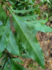 Helicia cochinchinensis