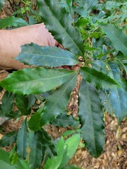 Helicia cochinchinensis