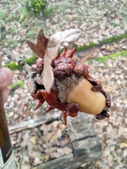 Andricus dentimitratus