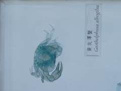 Geothelphusa albogilva