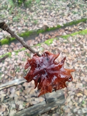 Andricus dentimitratus