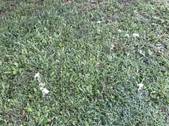 Leucocoprinus fragilissimus