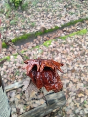 Andricus dentimitratus