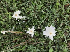 Leucocoprinus fragilissimus