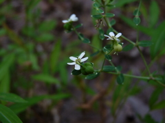 Euphorbia pubentissima