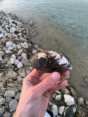 Uniomerus tetralasmus