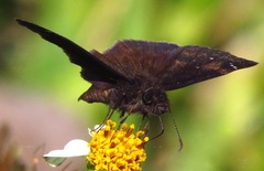 Erynnis zarucco