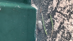 Armadillidium granulatum