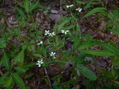 Euphorbia pubentissima