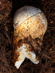 Amanita proxima