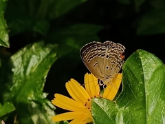 Luthrodes pandava