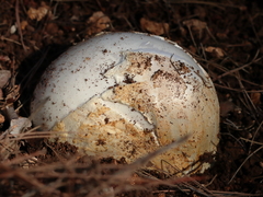 Amanita proxima