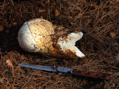 Amanita proxima