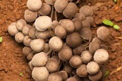 Coprinellus