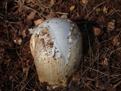 Amanita proxima