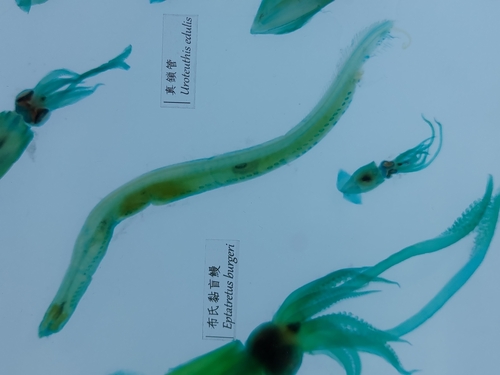 Inshore hagfish (Eptatretus burgeri) — Myxinidae — 4