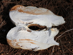 Amanita proxima