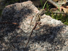 Diporiphora