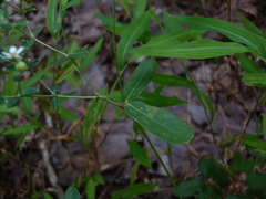 Euphorbia pubentissima