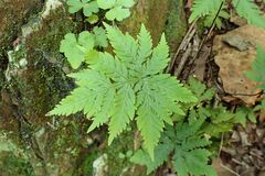 Doryopteris concolor