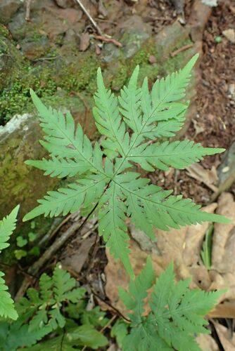Image of Doryopteris concolor by no rights reserved