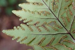 Doryopteris concolor