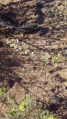 Eragrostis echinochloidea