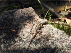 Diporiphora