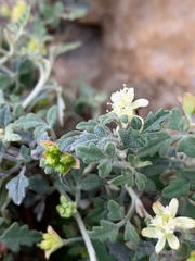 Xanthosia scopulicola