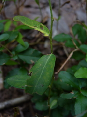 Euphorbia pubentissima