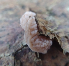 Naematelia encephala