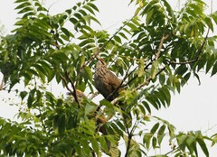 Pycnonotus zeylanicus