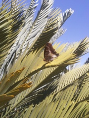 Charaxes brutus