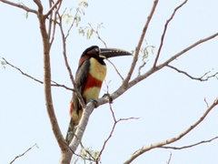 Pteroglossus castanotis