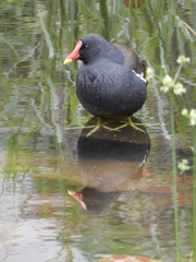 Gallinula chloropus chloropus