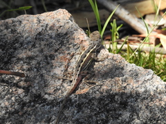 Diporiphora